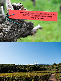 エトナのブドウ樹