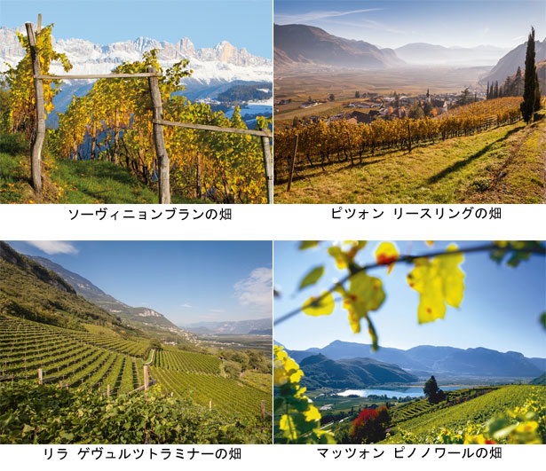 ナルスマルグライドの畑