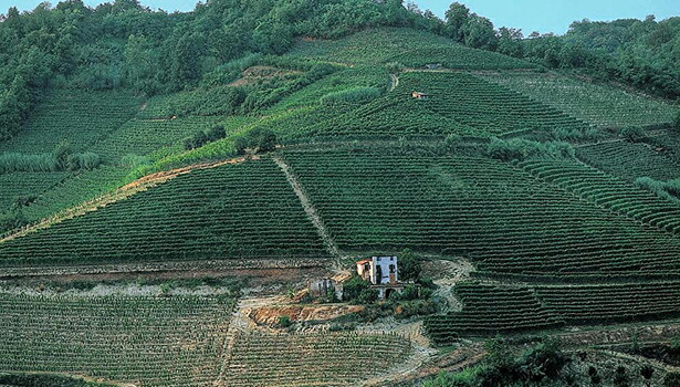 ロッケダンピセ