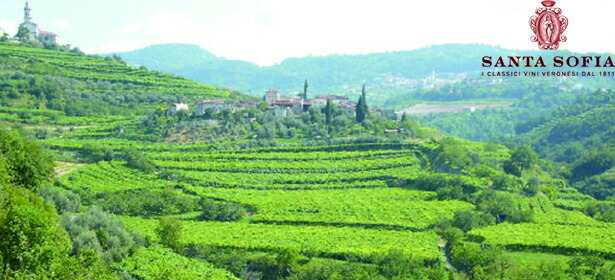 モンテグラデッラ畑