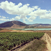 ネロダーヴォラ畑