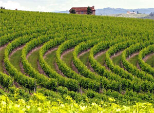 テヌータディアルチェーノ　畑