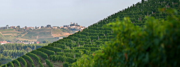 セッラボエラ畑