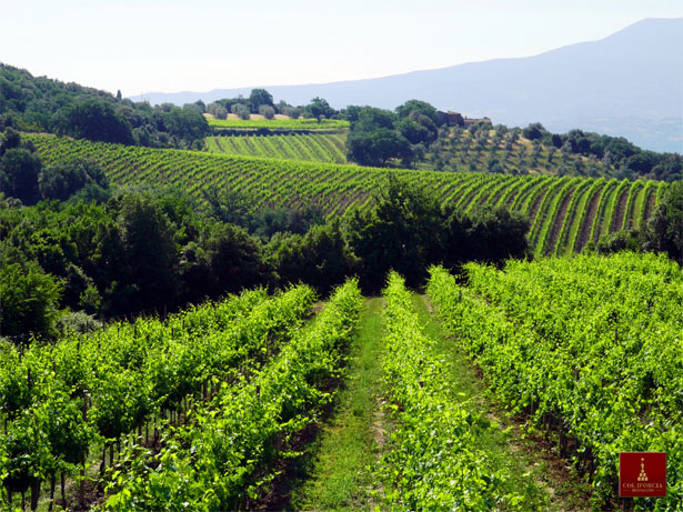 コルドルチャ所有地