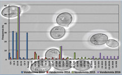 カペッツァーナの自然酵母の推移