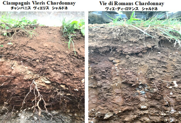 シャルドネ土壌
