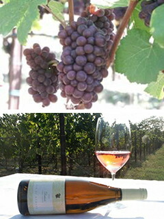 ピノグリージョ