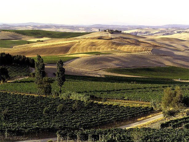 ラフォルトゥーナの畑