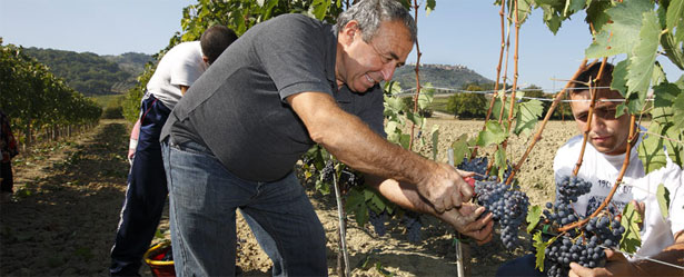 ラフォルトゥーナ収穫