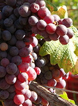 グリニョリーノ