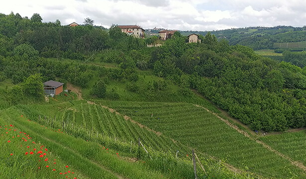 モンテルーポアルベーゼ