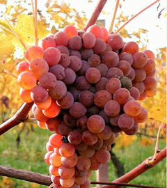 バルチャーナのブドウ