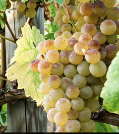 ヴェルディッキオ