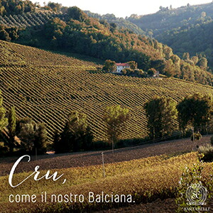 バルチャーナ畑