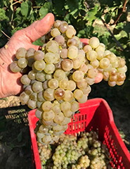 トゥルビアーナ