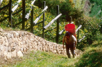 ぶどう畑の周辺に生息する昆虫たちのための「ホテル」も作りました。