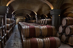 ティニャネロセラー