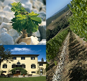 ティニャネロ畑