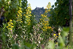 地中海的イメージ