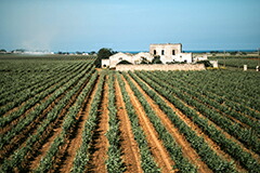 テヌーテ ルビーノ イヤッディコの畑