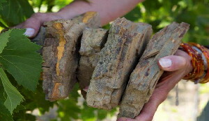 ガレストロ土壌