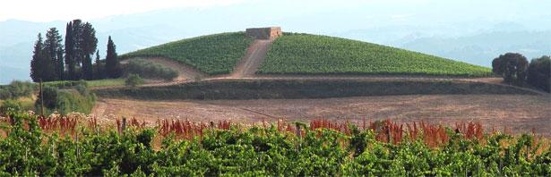 イルポッジョの畑