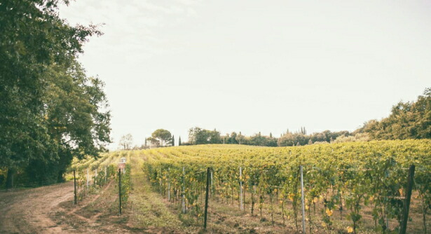 ファレスコ最初の畑