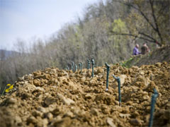 ヴェニカエヴェニカ土壌