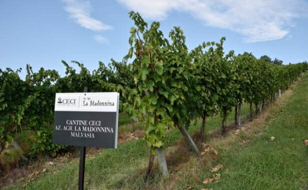 カンティーナチェーチの畑