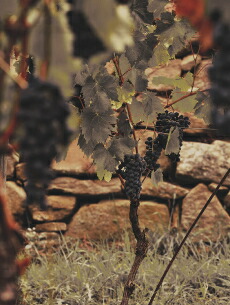 ラーモレブドウ