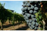 リヴォルタ ブドウ