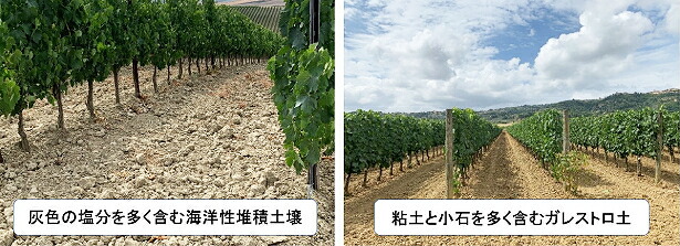 リドルフィ土壌の違い