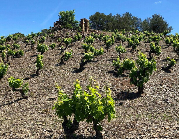 樹齢100年以上の畑