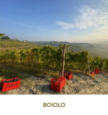 ボイオーロの畑