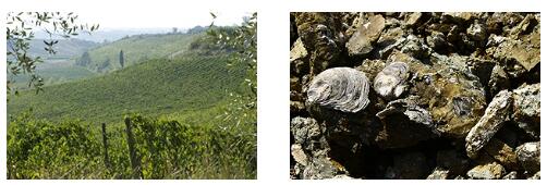 チェッレート グイディ村の丘陵地のブドウ畑（左）と土地の特徴でもある地中の貝殻の化石（右）
