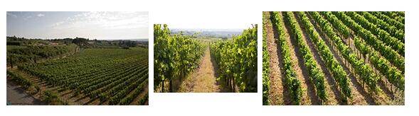 カステル デ パオリスのブドウ畑