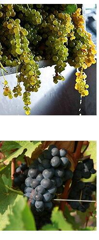 ビアンケッロ、アレアティコ