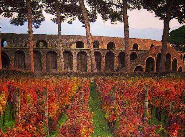 ポンペイ遺跡の畑