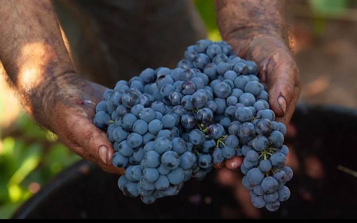 プリミティーヴォ種