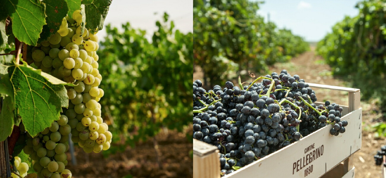 マルサラの原料となるブドウ