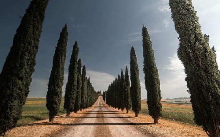 トスカーナの並木道