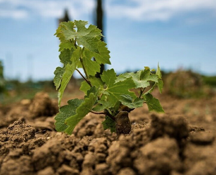 ボルゲリの土壌・苗木