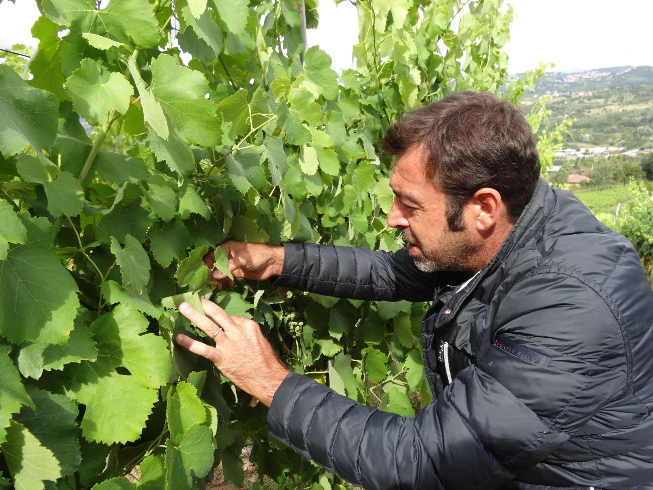 サビーノ ロッフレード氏