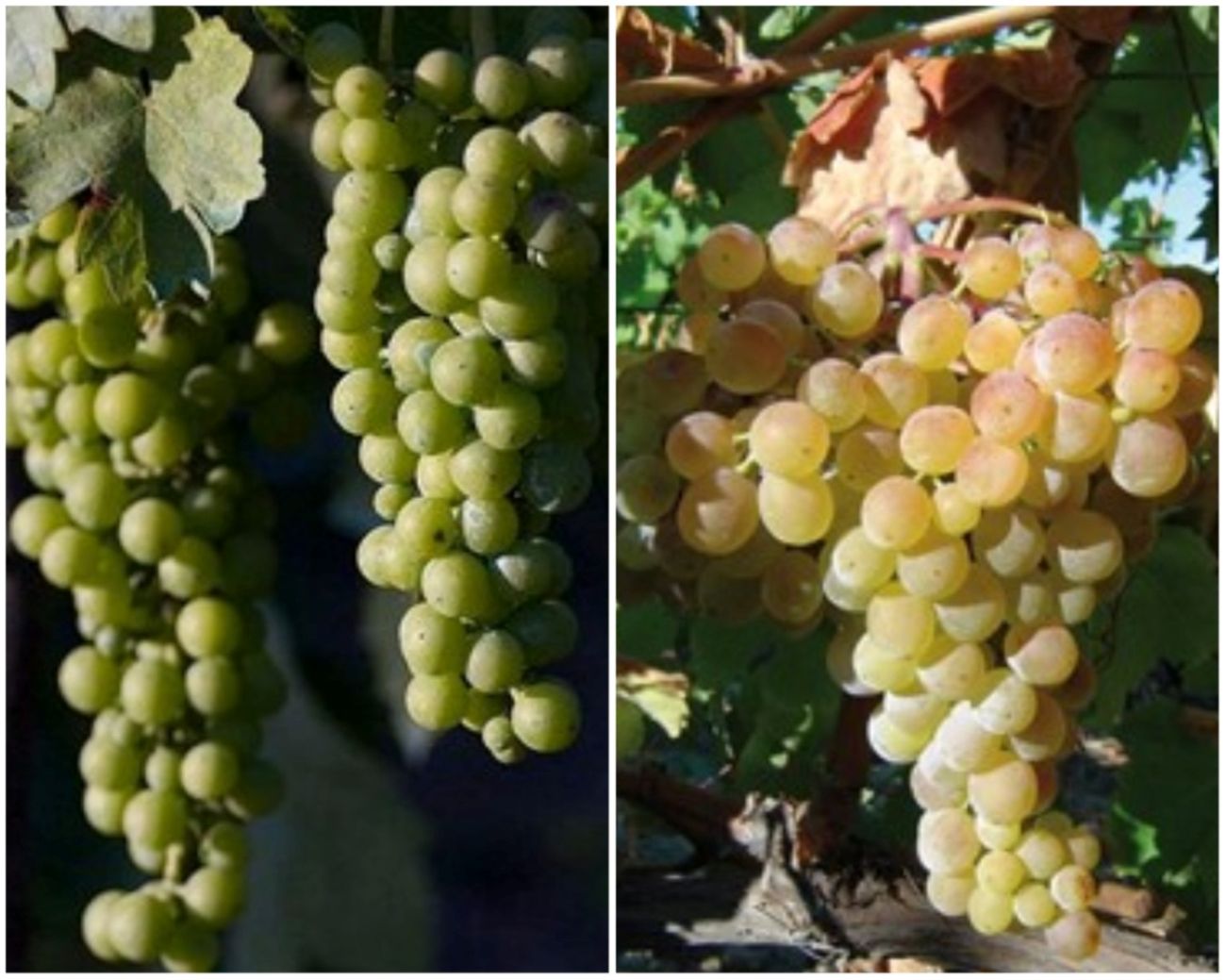 フィアーノとグレコ