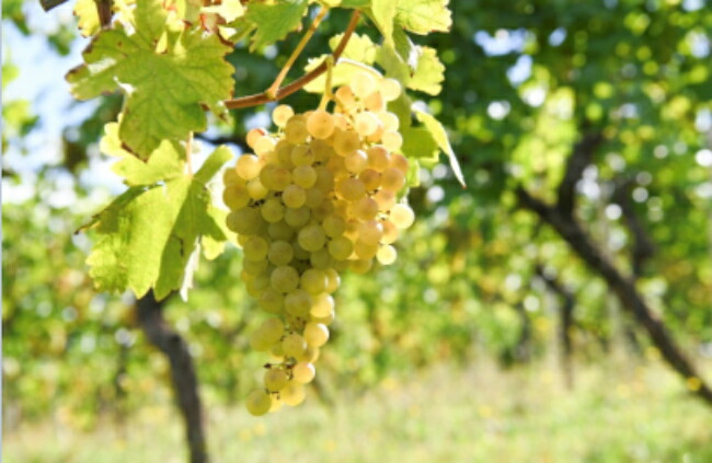 ヴェルデッキオ