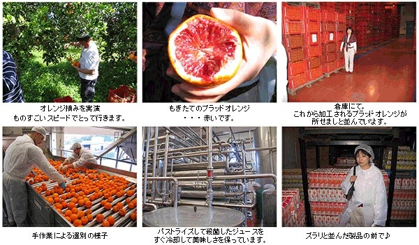 ブラッドオレンジジュース製造過程