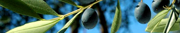 オリーブの実