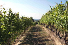 ブリックデュルッヴの畑