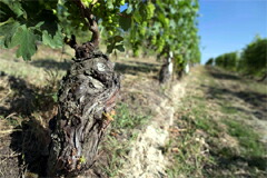 バルトゥロットの畑