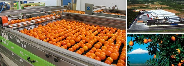 オランフリーゼル社